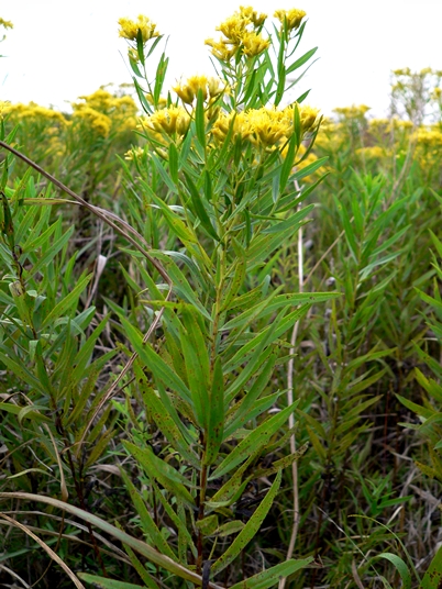 {Euthamia leptocephala}